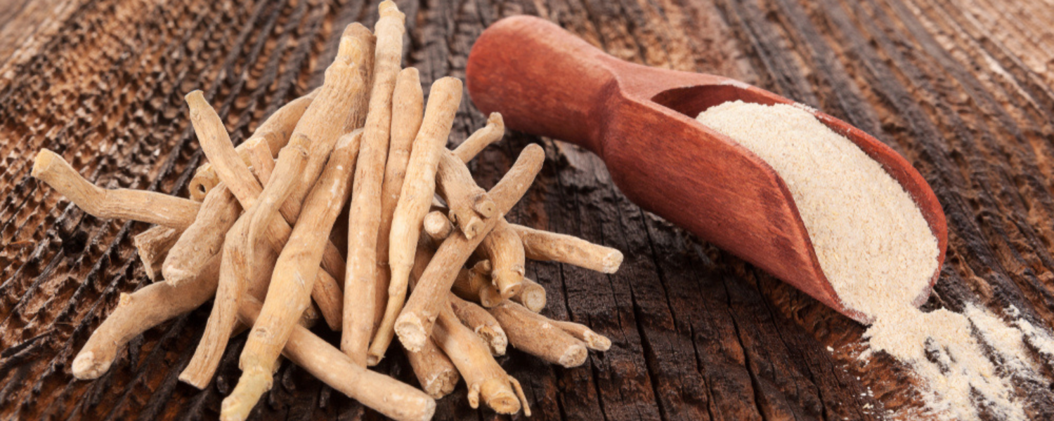 how-to-grow-ashwagandha-2
