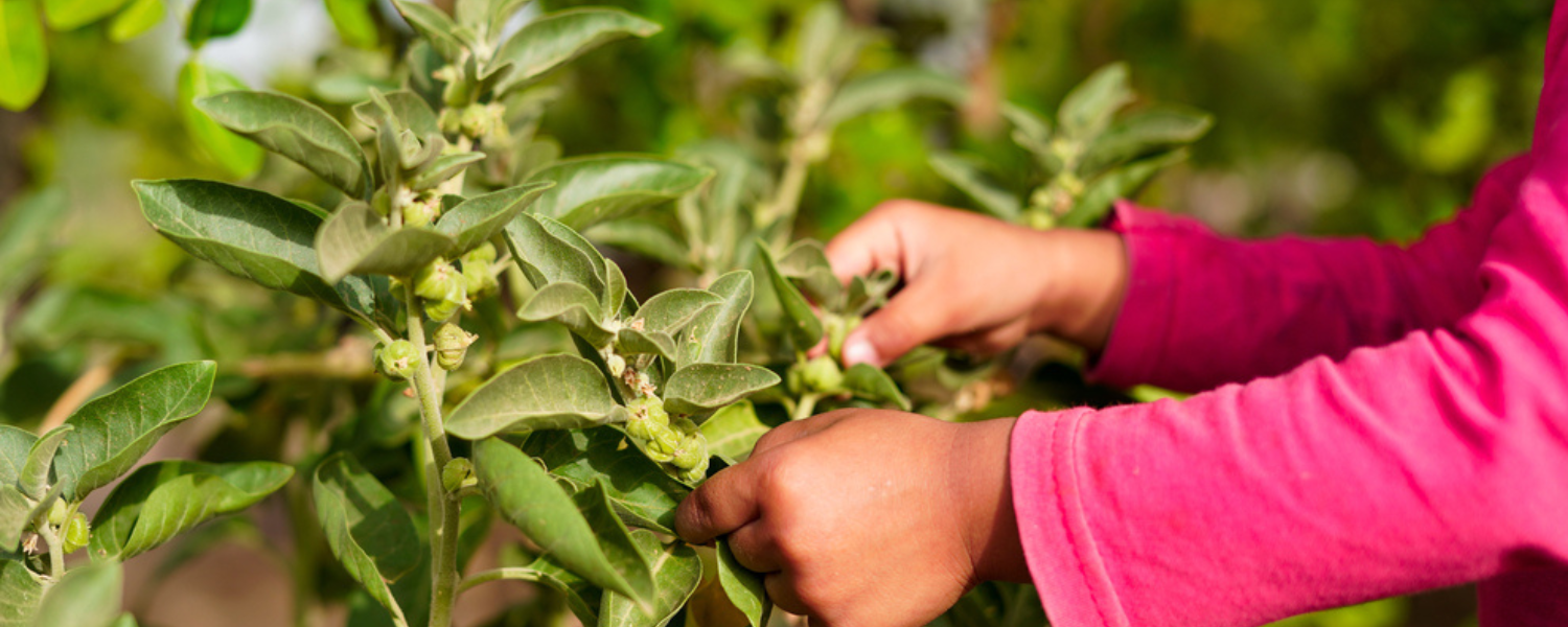 how-to-grow-ashwagandha-3